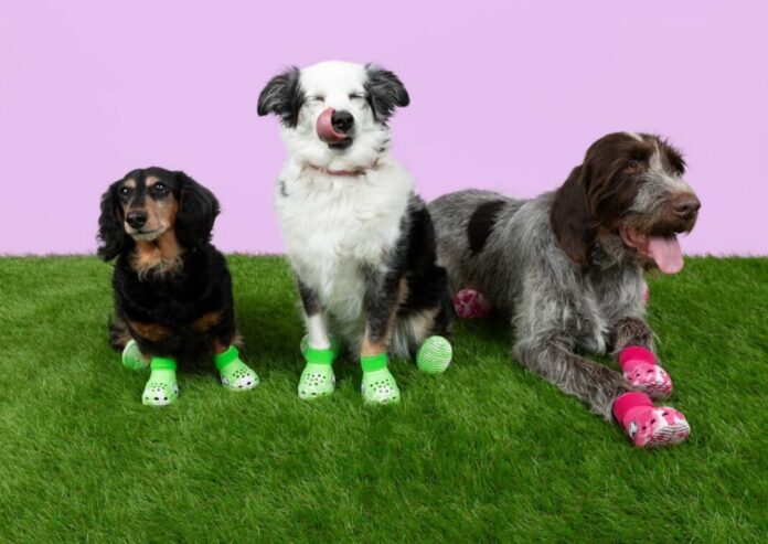 Pet-Crocs-for-Dogs-1068x757